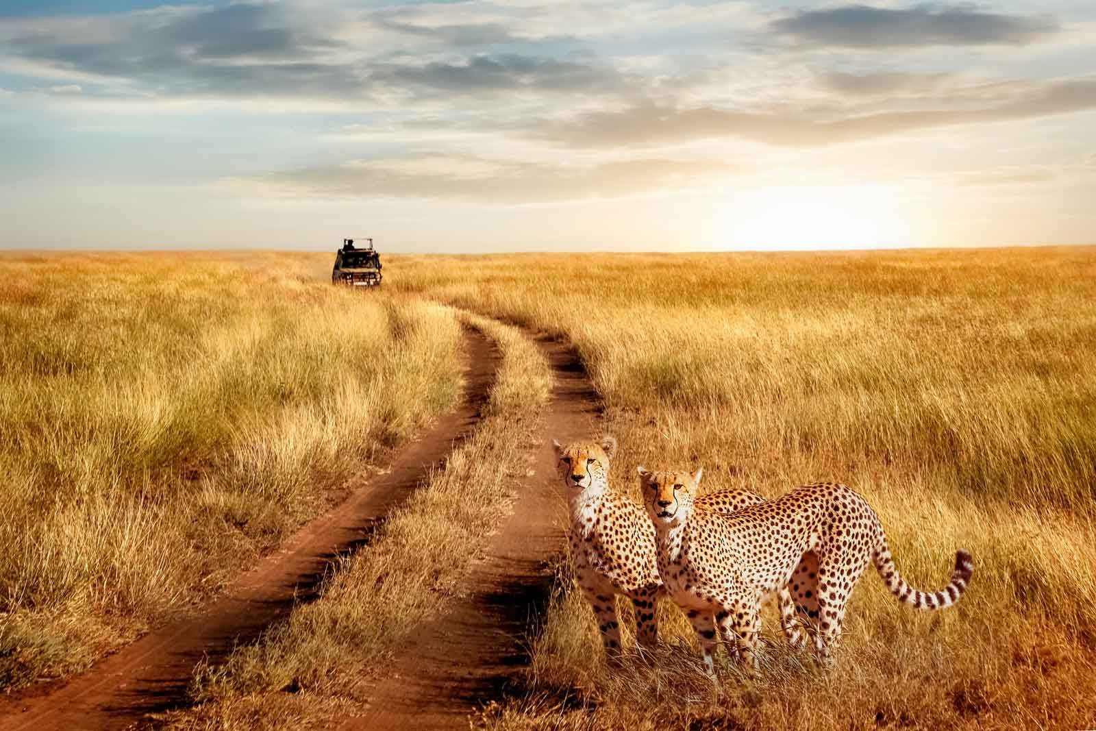 Serengeti National Park safari packages
