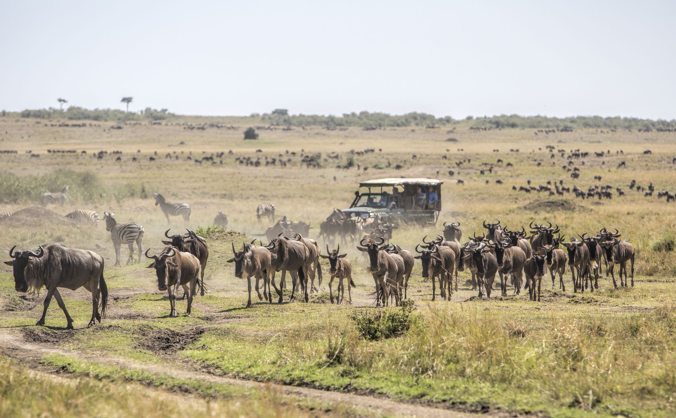 Zazu Safari Ventures