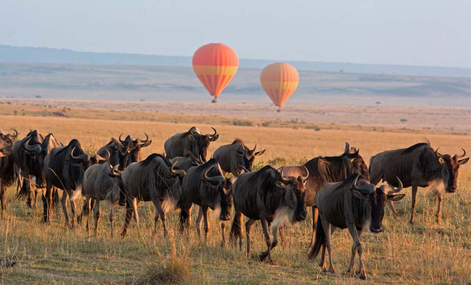Zazu Safari Ventures