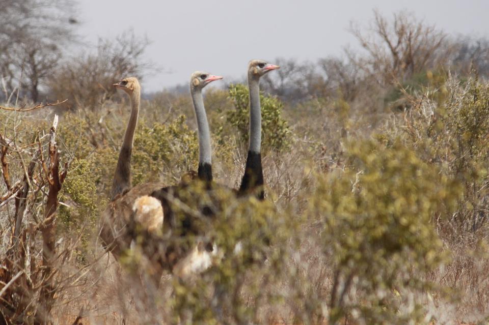 Zazu Safari Ventures