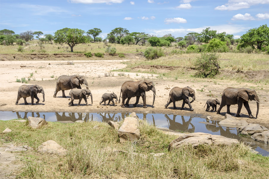 PARK-TARANGIRE-NATIONAL-PARK