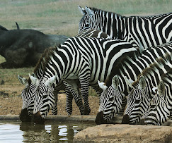 Zazu Safari Ventures