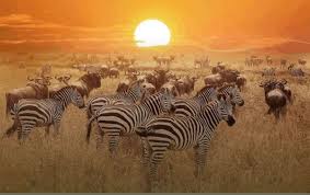 Zazu Safari Ventures
