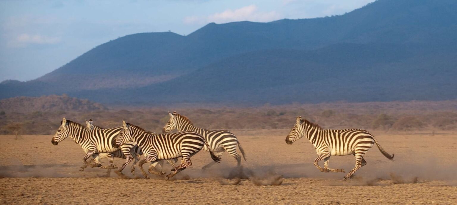 Zazu Safari Ventures