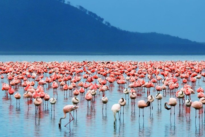 70ae346f-1d0b-4777-b232-797d7826959e_lake-elementaita-guided-flamingoes-day-tour-from-nairobi