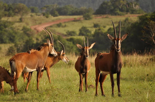 shimba-hills-kenya-antelope-01-590x390-1