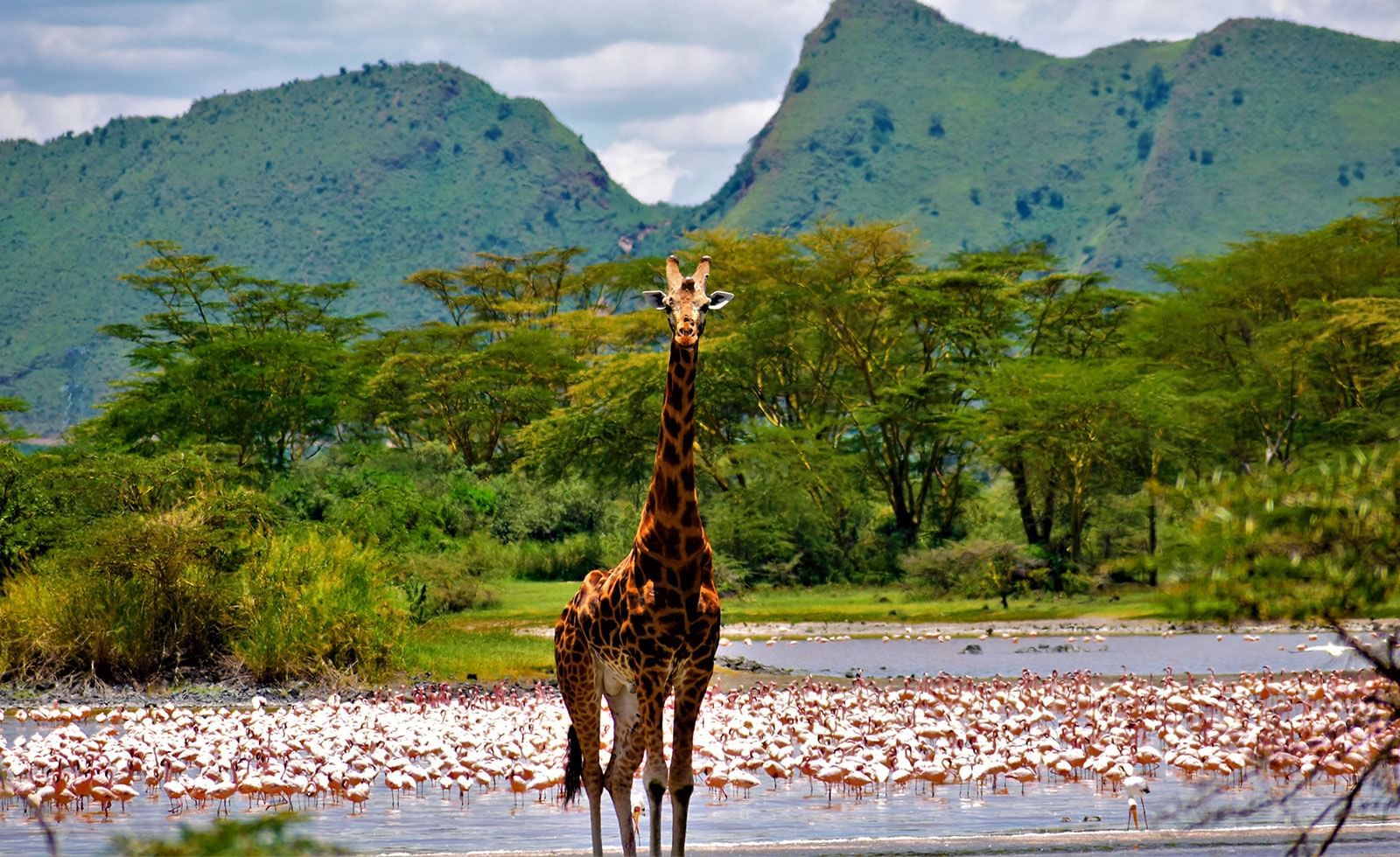 Zazu Safari Ventures